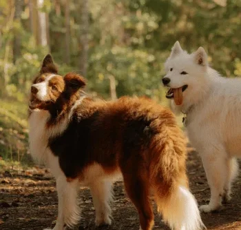 Hundeschule Schwerin - Social Walks - Wald- und Wiesentour Hundeschule - Mien Hund un ik Hundetraining Zwei Hunde im Wald: ein Border Collie und ein Samojede stehen nebeneinander.