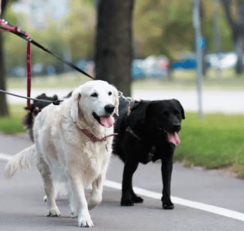 Social Walk Schwerin - Hundeschule Schwerin Zwei Hunde, ein weißer Golden Retriever und ein schwarzer Labrador, laufen an einer Straße entlang.