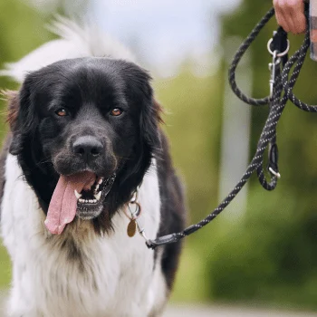 Hundeschule Schwerin - Social Walks - Gruppenstunde - Mien Hund un ik Hundetraining Ein Hund hält eine Leine im Maul und wartet gespannt auf einen Spaziergang.