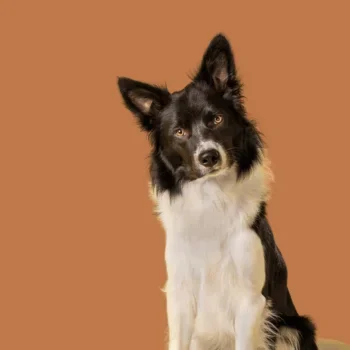 Hundeschule Schwerin - Worauf kommt es beim Hundetraining an? Schwarzer und weißer Hund mit aufmerksamen Gesichtsausdruck vor orangefarbenem Hintergrund.