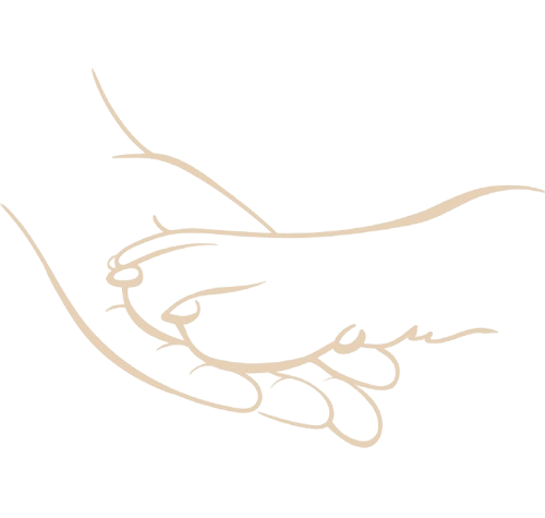 Hundeschule Schwerin - Mien Hund un ik Hundetraining - Über Mien Hund un ik Eine Hand und die Pfote eines Hunde, die sich sanft berühren.