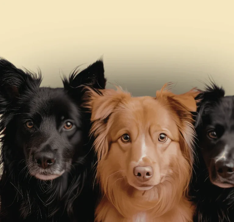 Hundeschule Schwerin - Social Walks - Wald- und Wiesentour Hundeschule - Mien Hund un ik Hundetraining Zwei Hunde im Wald: ein Border Collie und ein Samojede stehen nebeneinander.